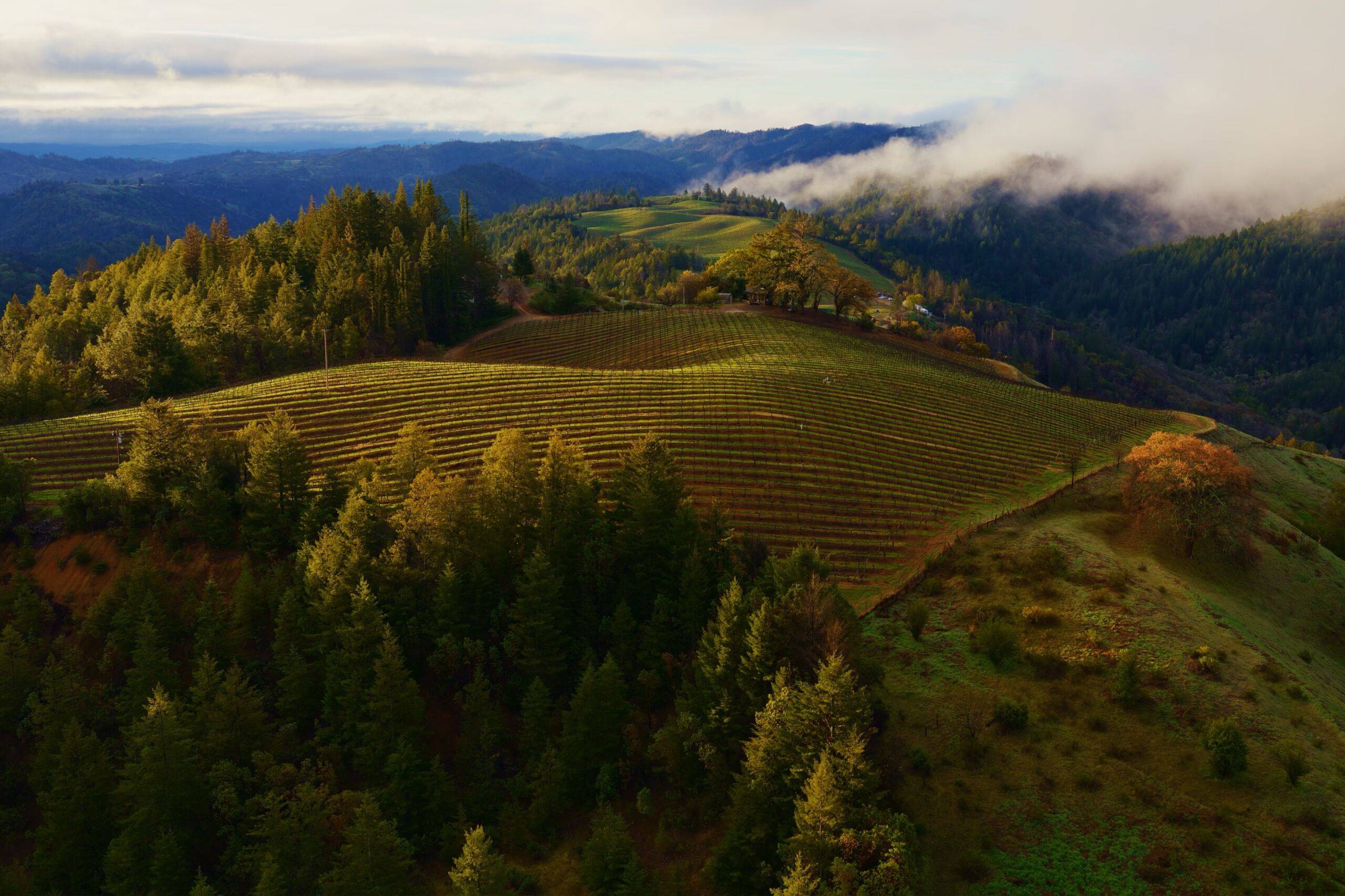 The OpenCore logo with a curved arrow pointing upward over the Sonoma hills.